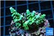 Acropora green Australia 4-6 cm WYSIWYG acclimaté