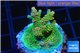 Acropora green golden 4-6 cm WYSIWYG acclimaté