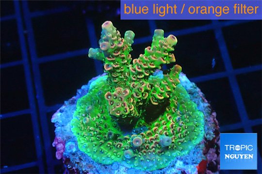 Acropora green golden 4-6 cm WYSIWYG acclimaté