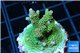 Acropora green golden 4-6 cm WYSIWYG acclimaté