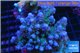 Acropora purple green Indonesia 9-14 cm WYSIWYG acclimaté