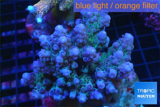 Acropora purple green Indonesia 9-14 cm WYSIWYG acclimaté