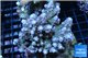 Acropora purple green Indonesia 9-14 cm WYSIWYG acclimaté