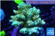Acropora pikachu Indonesia 8-12 cm WYSIWYG acclimaté