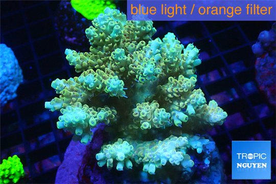 Acropora pikachu Indonesia 8-12 cm WYSIWYG acclimaté