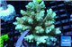 Acropora pikachu Indonesia 8-12 cm WYSIWYG acclimaté