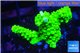 Acropora neon green 3-4 cm WYSIWYG acclimaté