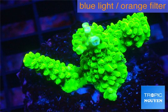 Acropora neon green 3-4 cm WYSIWYG acclimaté