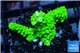 Acropora neon green 3-4 cm WYSIWYG acclimaté