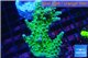 Acropora green Australia 4-6 cm WYSIWYG acclimaté
