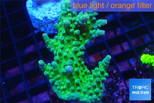 Acropora green Australia 4-6 cm WYSIWYG acclimaté
