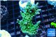 Acropora green Australia 4-6 cm WYSIWYG acclimaté