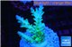 Acropora green & blue tip Fijii 4-5 cm WYSIWYG acclimaté