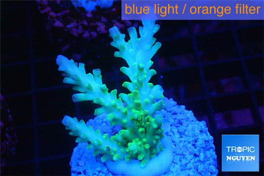 Acropora green & blue tip Fijii 4-5 cm WYSIWYG acclimaté