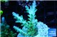 Acropora green & blue tip Fijii 4-5 cm WYSIWYG acclimaté