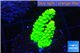 Acropora neon green 2-4 cm WYSIWYG acclimaté