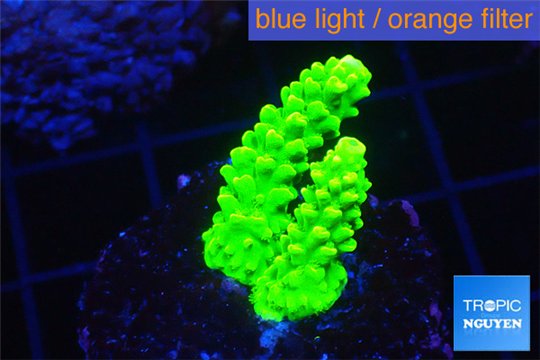 Acropora neon green 2-4 cm WYSIWYG acclimaté