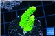Acropora neon green 2-4 cm WYSIWYG acclimaté