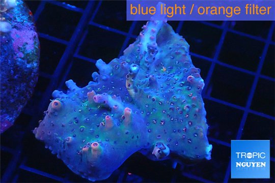 Acropora purple pink 3-5 cm WYSIWYG acclimaté