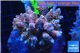 Acropora pink& blue tip Indonesia 8-12 cm WYSIWYG acclimaté