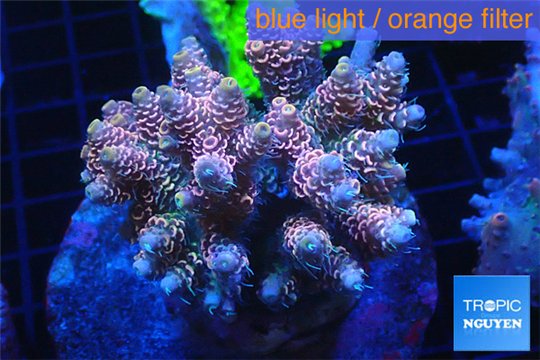 Acropora pink& blue tip Indonesia 8-12 cm WYSIWYG acclimaté