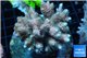 Acropora pink& blue tip Indonesia 8-12 cm WYSIWYG acclimaté