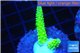 Acropora neon green 2-4 cm WYSIWYG acclimaté