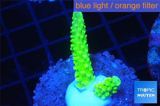 Acropora neon green 2-4 cm WYSIWYG acclimaté