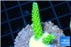 Acropora neon green 2-4 cm WYSIWYG acclimaté