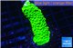 Acropora neon green 3-5 cm WYSIWYG acclimaté