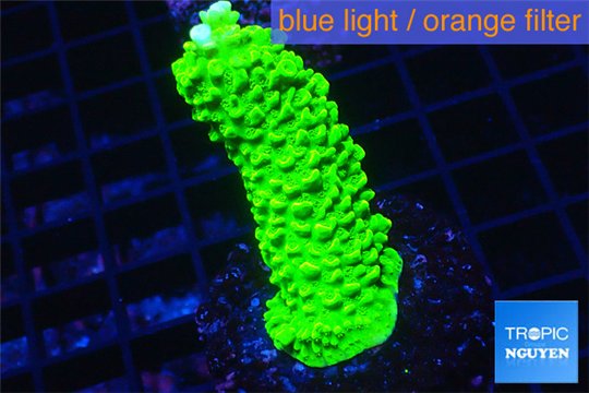 Acropora neon green 3-5 cm WYSIWYG acclimaté