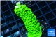 Acropora neon green 3-5 cm WYSIWYG acclimaté