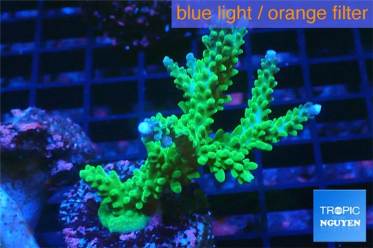 Acropora green & purple tip 4-5 cm WYSIWYG acclimaté