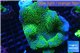 Sarcophyton full neon green polyps Australia 6-10 cm WYSIWYG acclimaté