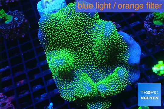 Sarcophyton full neon green polyps Australia 6-10 cm WYSIWYG acclimaté