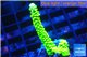 Acropora neon green 3-4 cm WYSIWYG acclimaté
