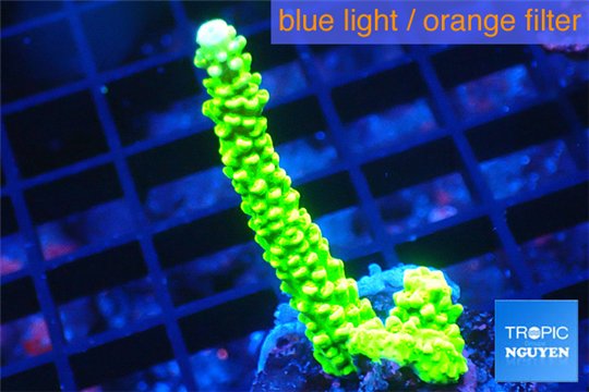 Acropora neon green 3-4 cm WYSIWYG acclimaté