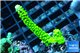 Acropora neon green 3-4 cm WYSIWYG acclimaté