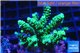 Acropora tenuis 3-5 cm WYSIWYG acclimaté