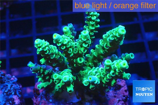 Acropora tenuis 3-5 cm WYSIWYG acclimaté