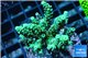 Acropora tenuis 3-5 cm WYSIWYG acclimaté