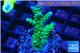 Acropora green & purple tip 3-5 cm WYSIWYG acclimaté