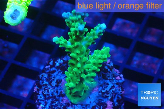 Acropora green & purple tip 3-5 cm WYSIWYG acclimaté