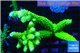 Acropora neon green (without plug) 8-13 cm WYSIWYG acclimaté