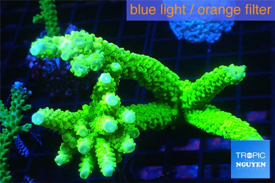 Acropora neon green (without plug) 8-13 cm WYSIWYG acclimaté