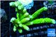 Acropora neon green (without plug) 8-13 cm WYSIWYG acclimaté