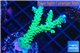 Acropora green & purple tip 3-5 cm WYSIWYG acclimaté