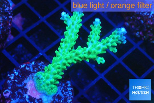 Acropora green & purple tip 3-5 cm WYSIWYG acclimaté