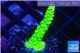 Acropora neon green 3-4 cm WYSIWYG acclimaté