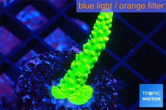 Acropora neon green 3-4 cm WYSIWYG acclimaté